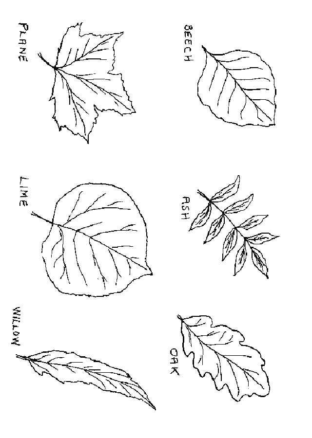 diferentes hojas de otoño para colorear