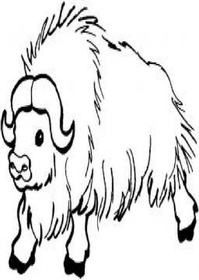 ▷ Dibujos Búfalos y Bisontes para colorear 