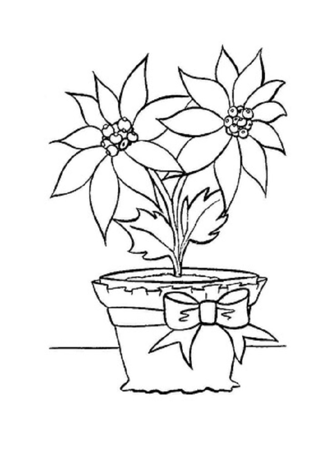 flor de pascua en maceta Dibujos para colorear
