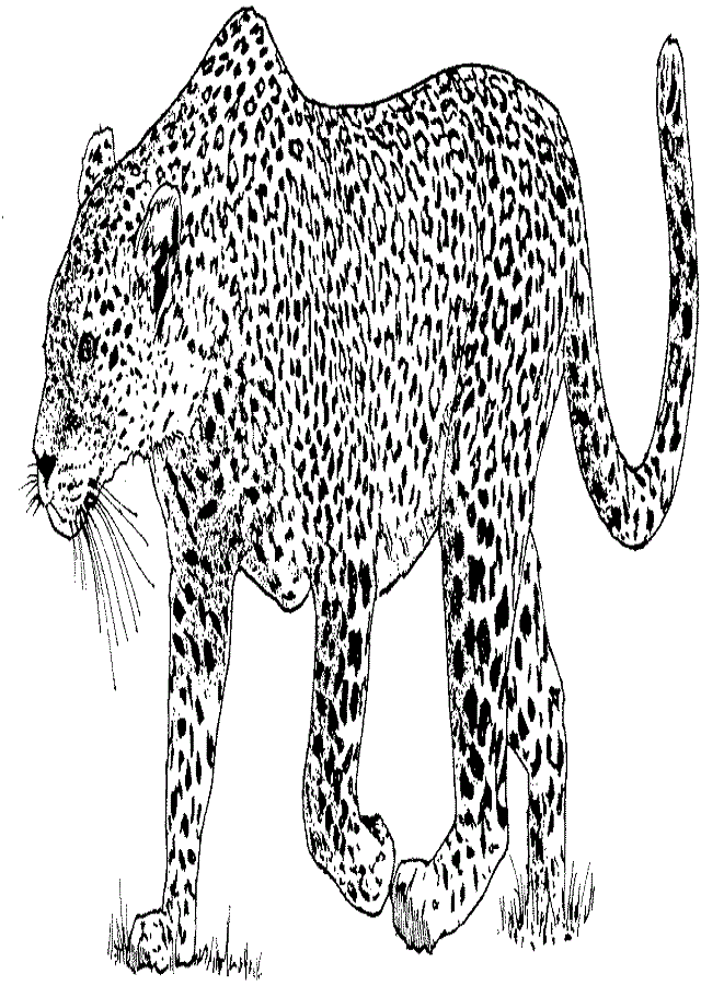 Leopardo Para Colorear Dibujos Para Colorear