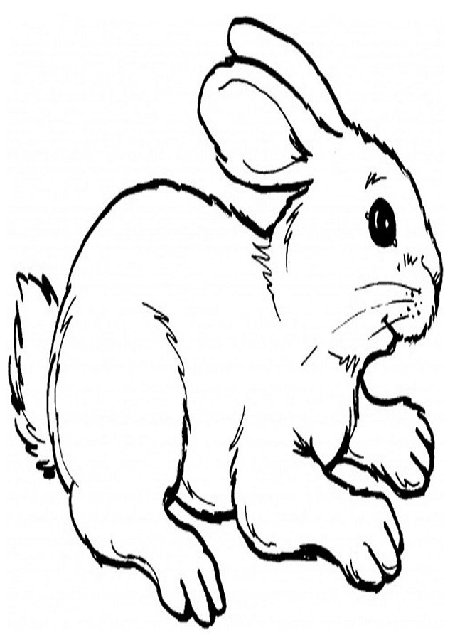 Conejos Para Colorear Dibujos Para Colorear