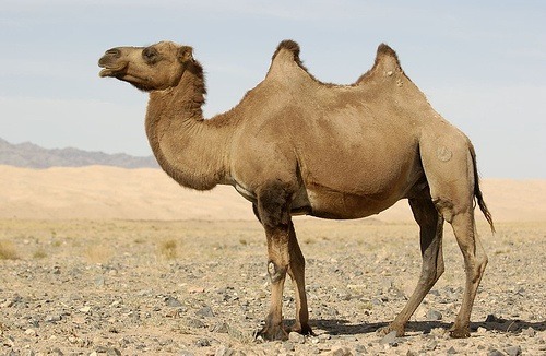 imagen camello